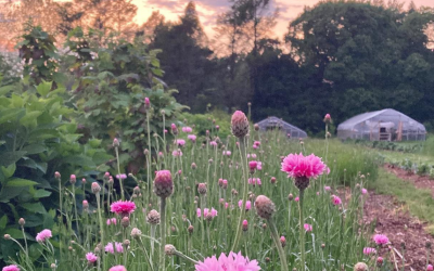 Regenerative Flower Farmers Network